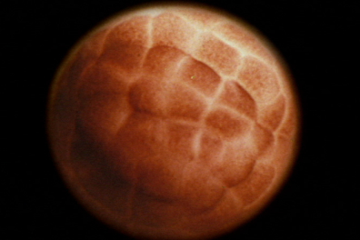 Le développement embryonnaire d’un amphibien - la Grenouille - extrait